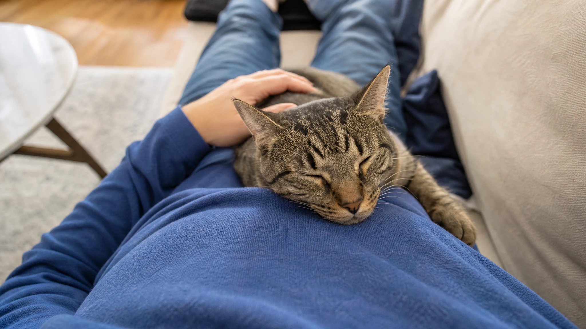 Cats and Mental Health: What the Research Actually Shows
