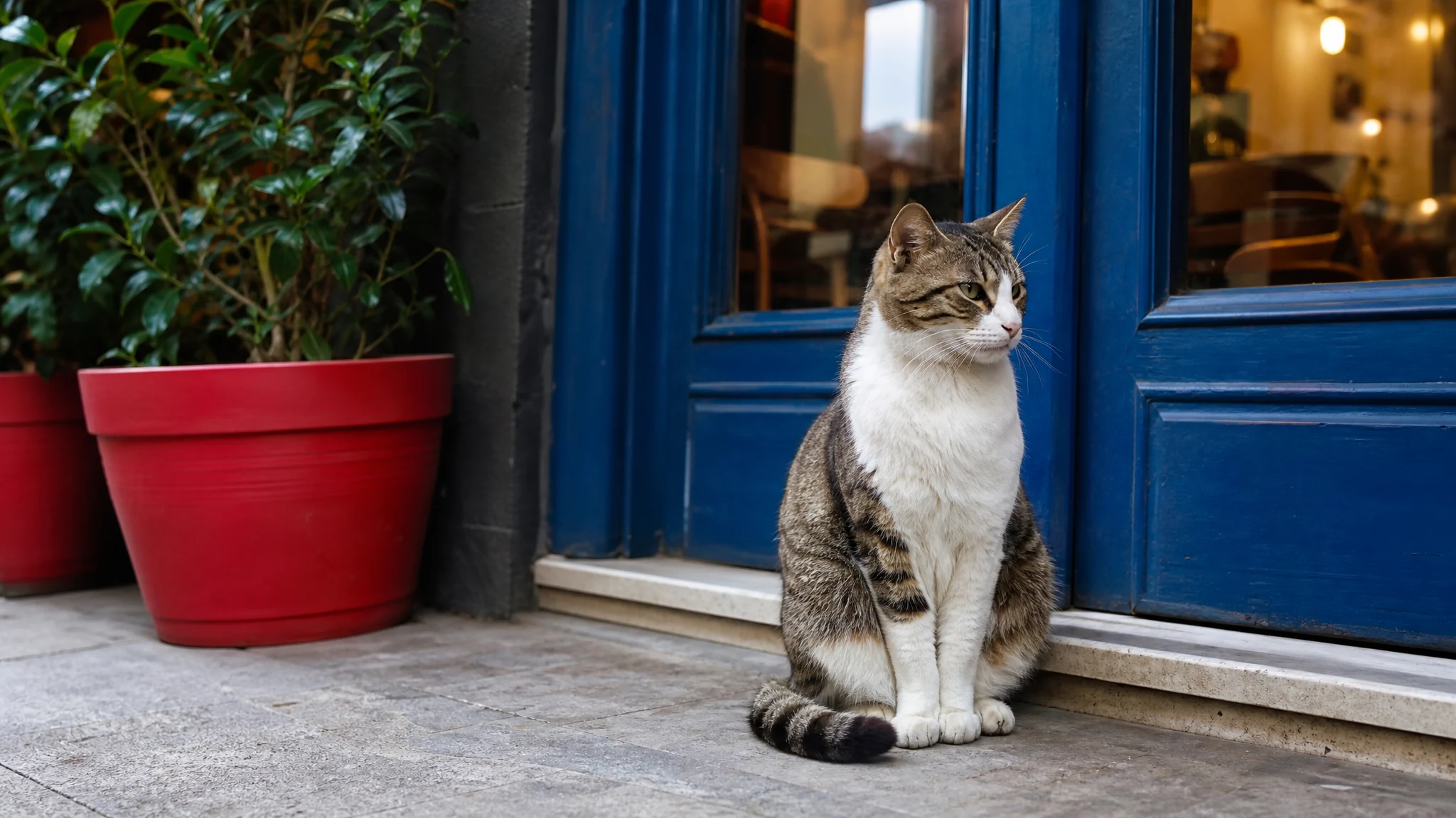 Emotional Support Cat vs Service Cat: Are Service Cats Real?