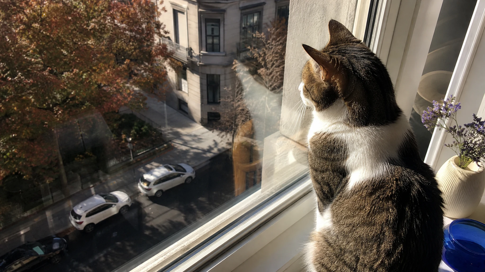 Emotional Support Cats and Landlords: Your Rights and How to Use Them