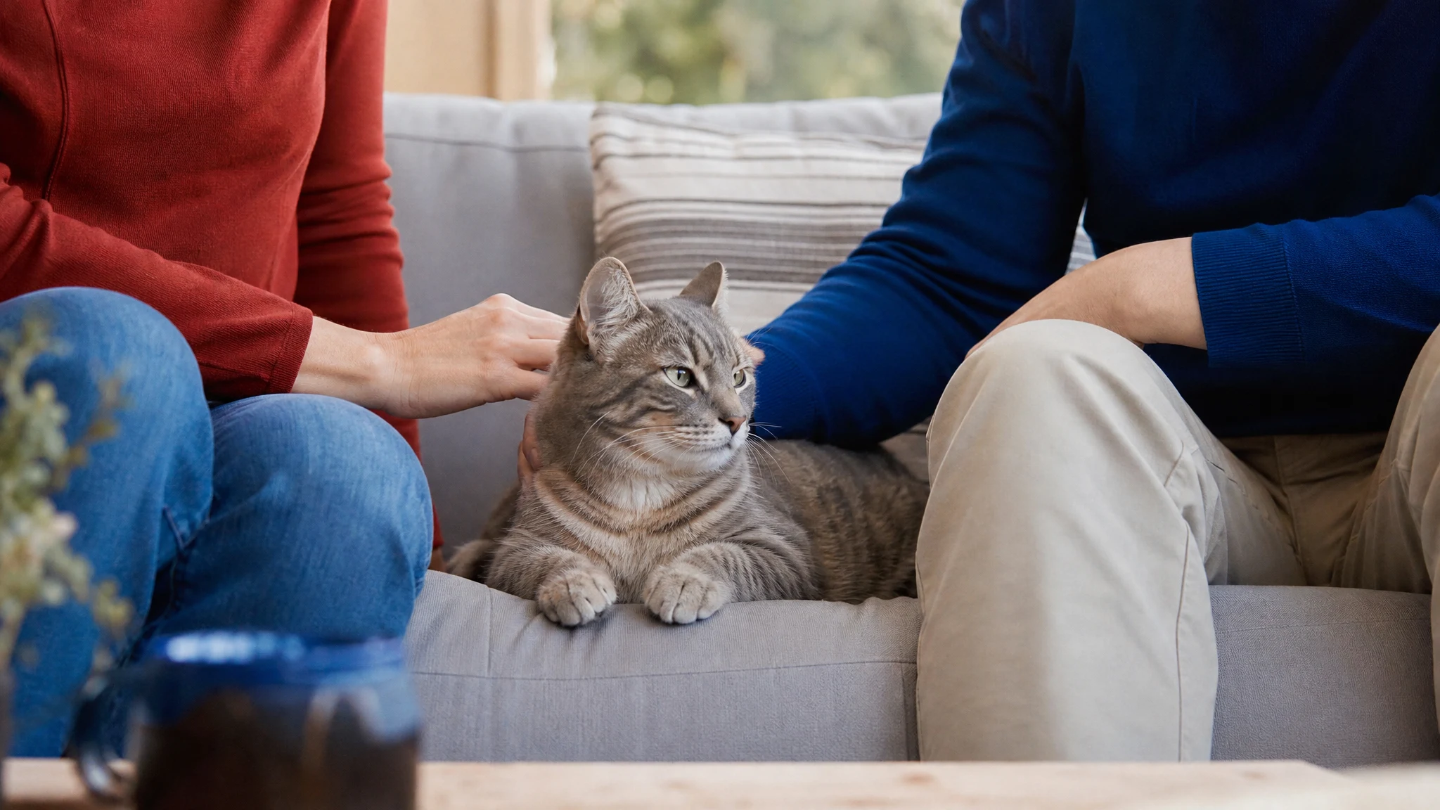 Emotional Support Cats and Roommates