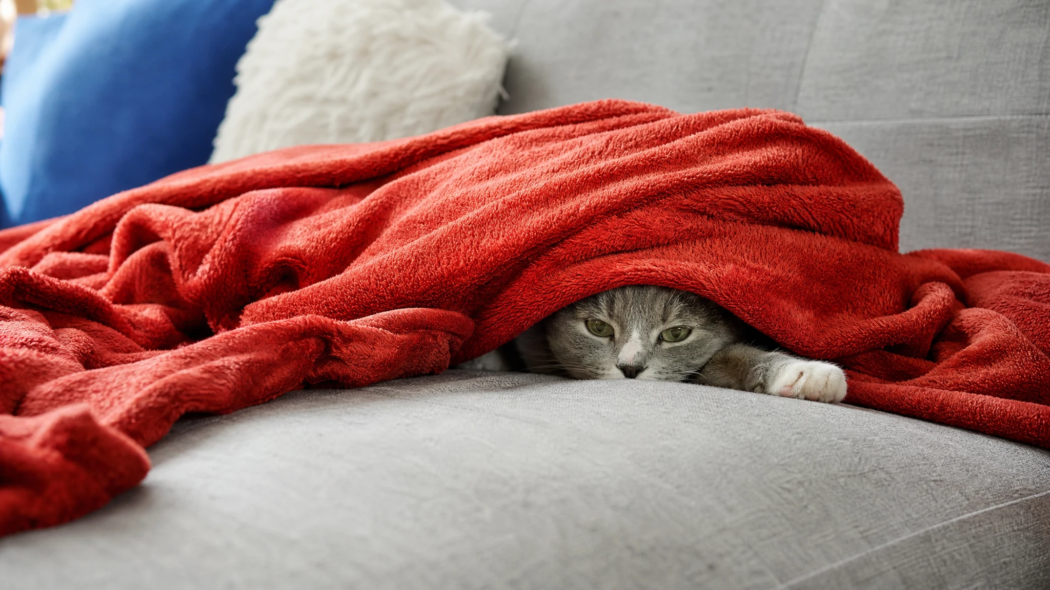 How to Calm an Anxious Cat (So It Can Support You)