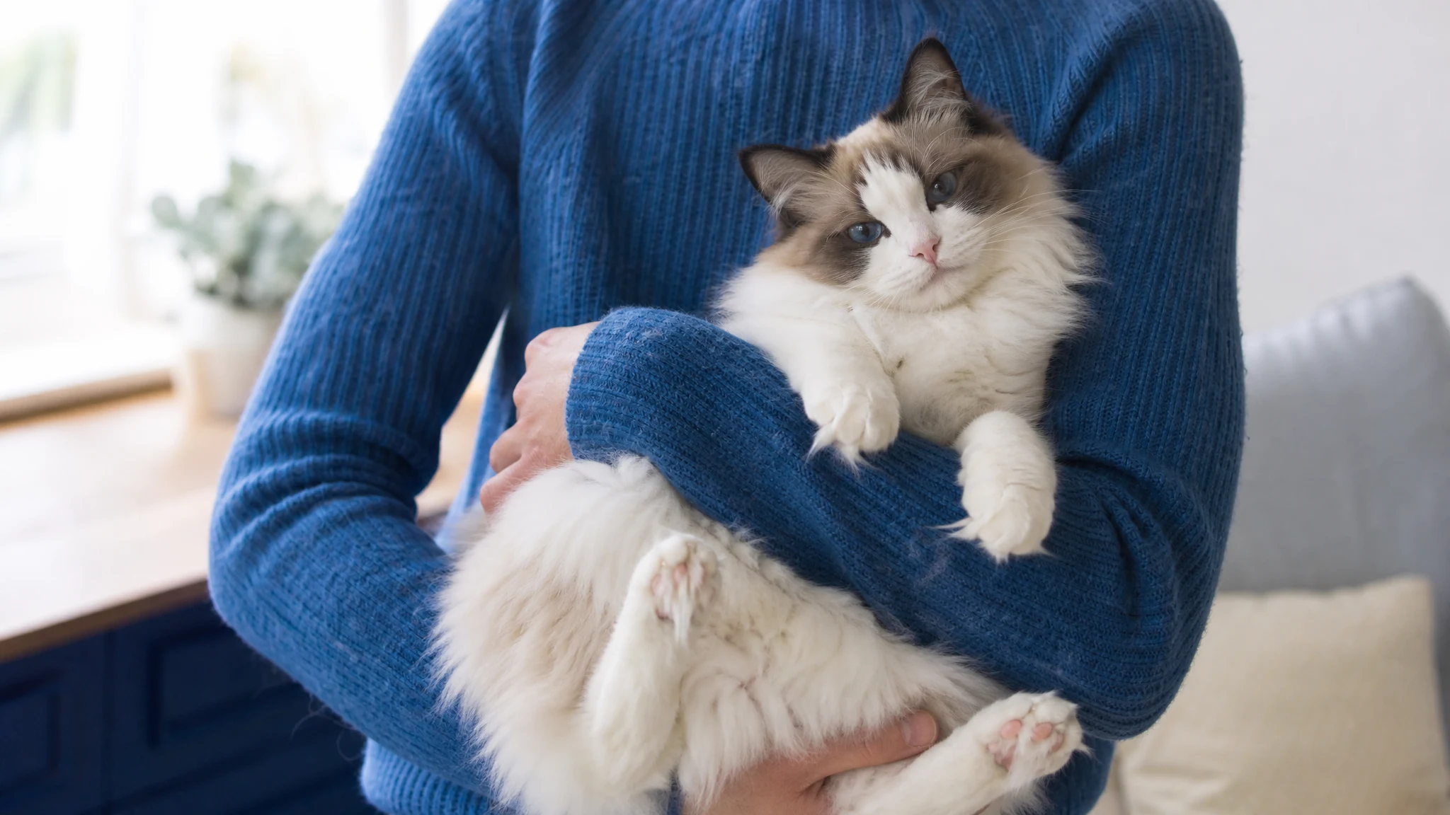 Ragdoll Cats as Emotional Support Animals