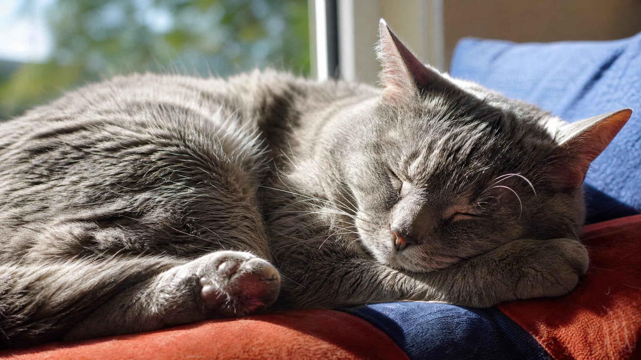 Senior Cats as Emotional Support Animals: Why Older Cats Make Great Companions