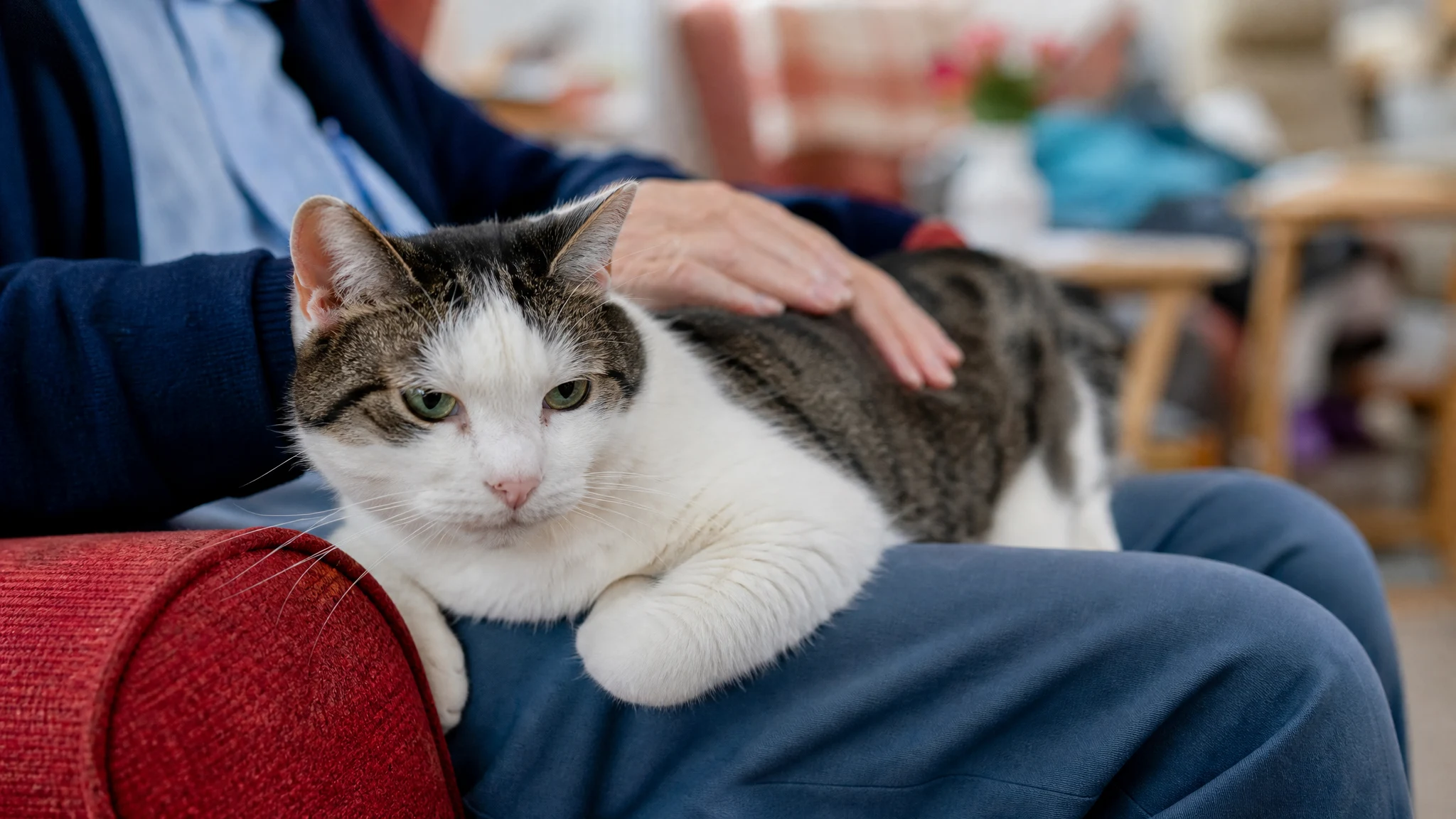 Therapy Cats: What They Are and How a Cat Becomes One